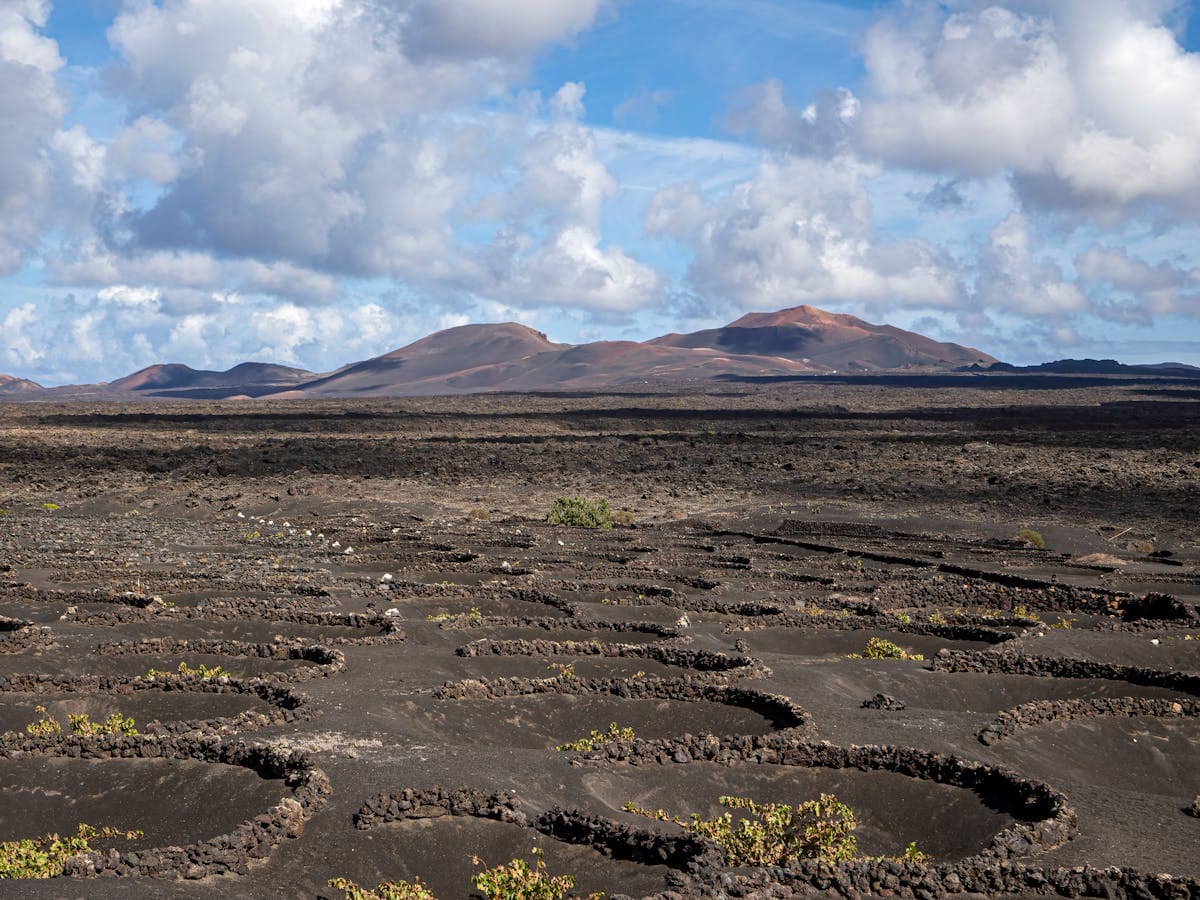 La Geria wine region in Lanzarote with grapevines growing in circular hollows cut into black volcanic soil with volcanic mountains behind