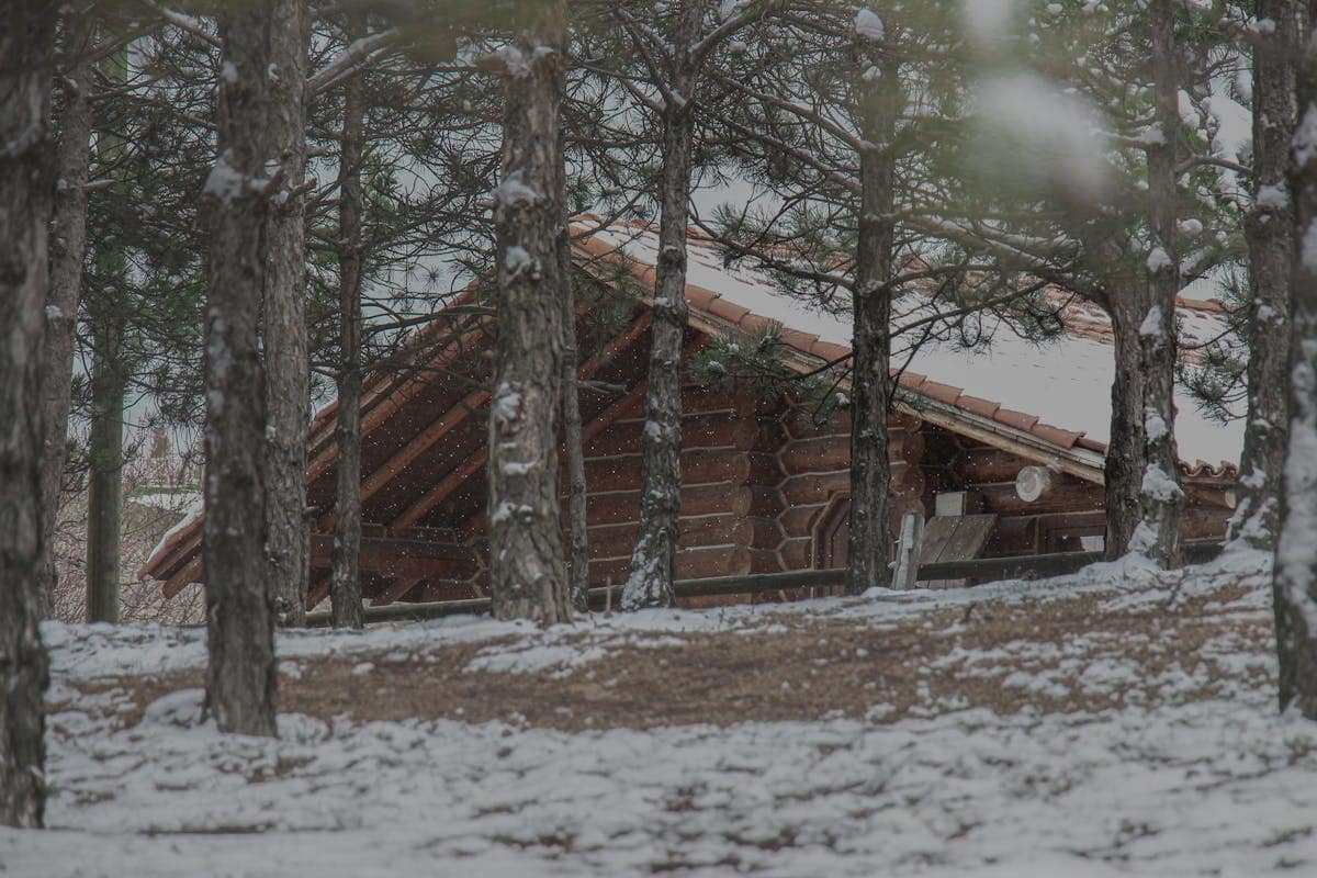 A wooden lodge beside pine trees at a UK holiday park, similar to Center Parcs accommodation