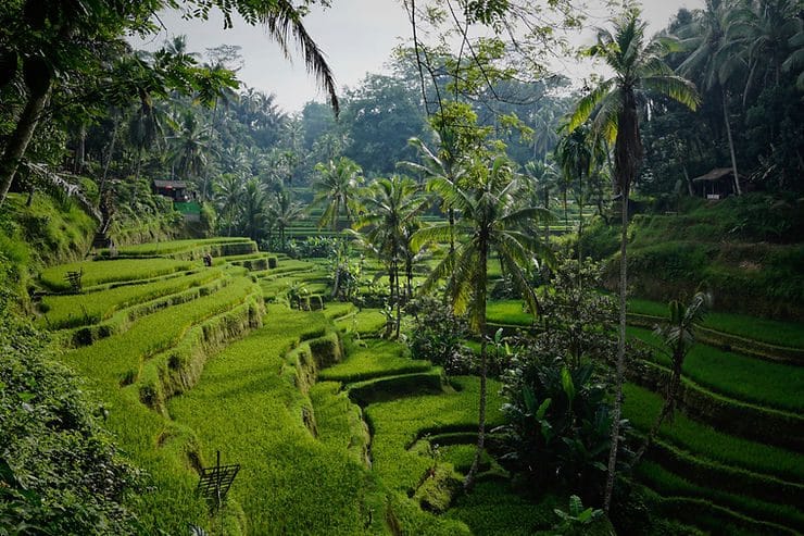 Rice terraces and palm trees in Bali, Indonesia