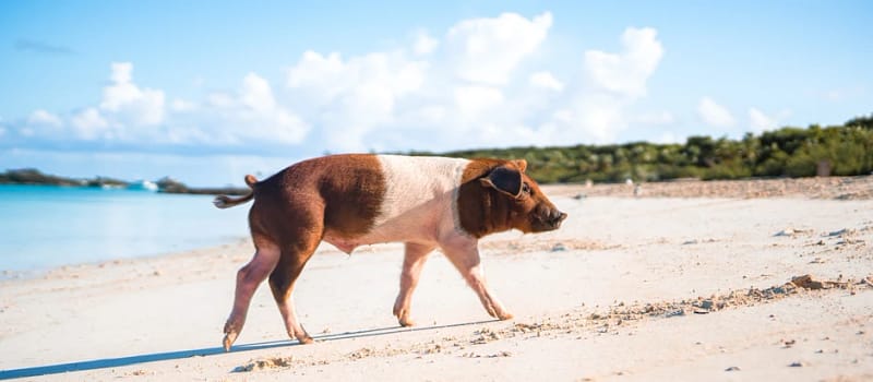 Can You Really Swim with Pigs in the Bahamas?