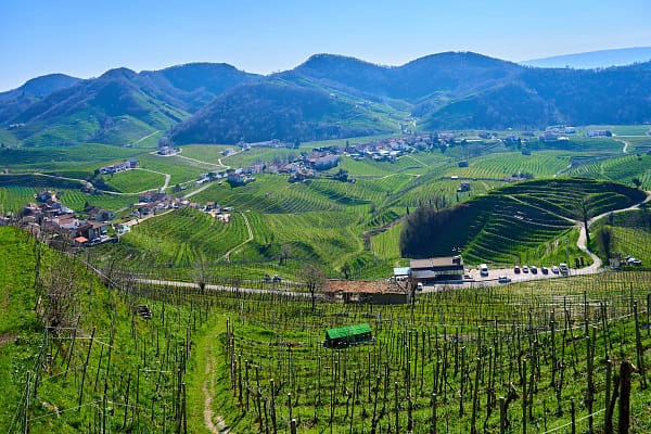 Terraced vineyard hillside in the Italian countryside, similar to the Cinque Terre countryside